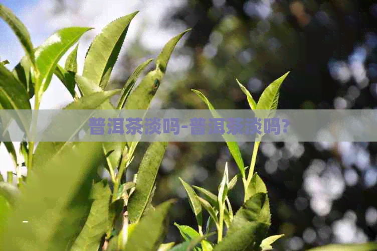 普洱茶淡吗-普洱茶淡吗?