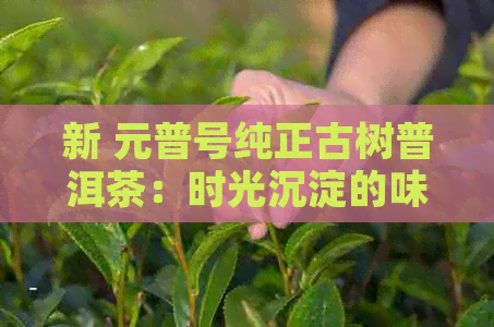 新 元普号纯正古树普洱茶：时光沉淀的味道与工艺的完美结合