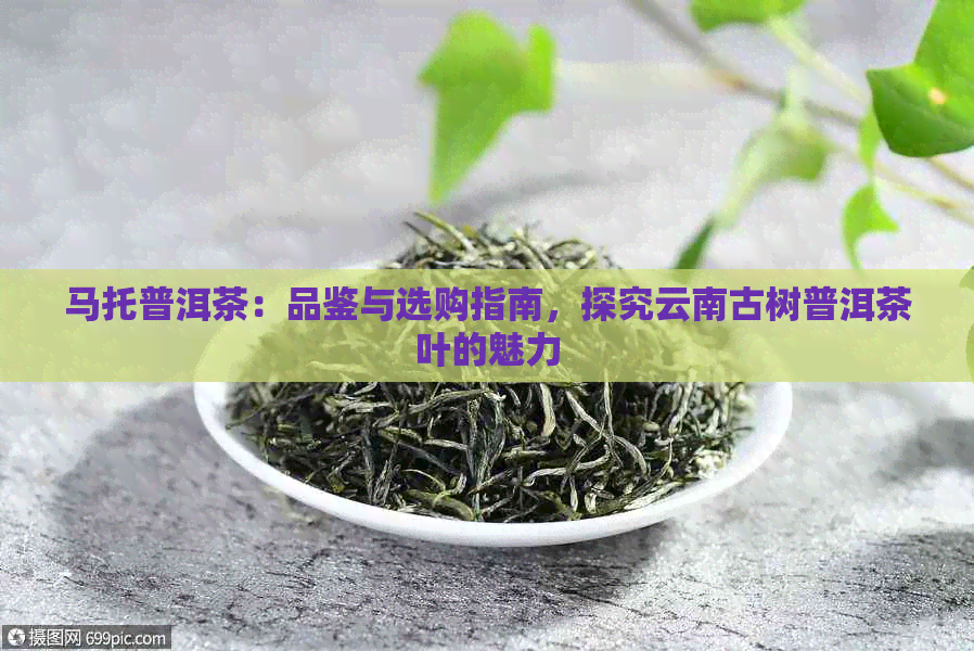 马托普洱茶：品鉴与选购指南，探究云南古树普洱茶叶的魅力