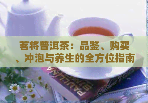 茗将普洱茶：品鉴、购买、冲泡与养生的全方位指南