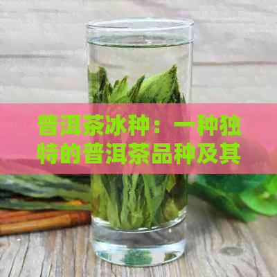 普洱茶冰种：一种独特的普洱茶品种及其制作工艺详解