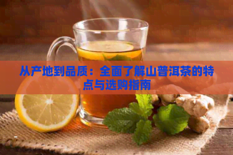 从产地到品质：全面了解山普洱茶的特点与选购指南