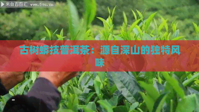 古树蟒技普洱茶：源自深山的独特风味