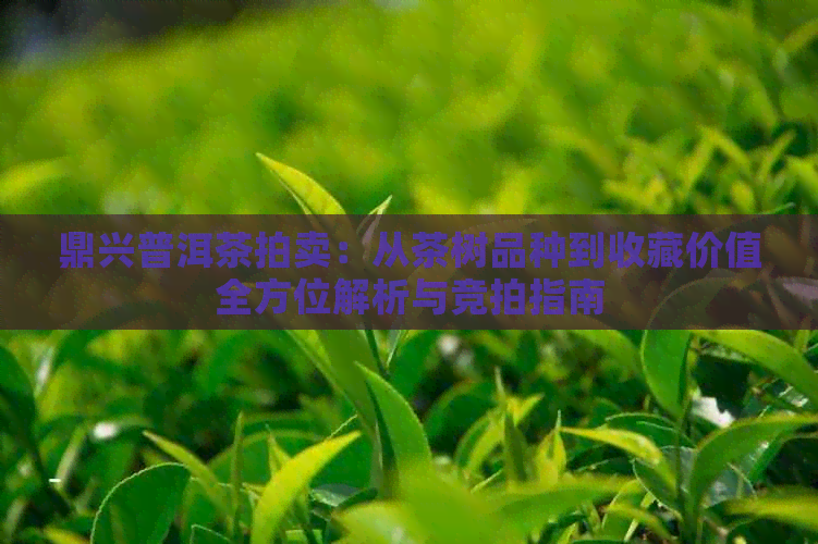 鼎兴普洱茶拍卖：从茶树品种到收藏价值全方位解析与竞拍指南