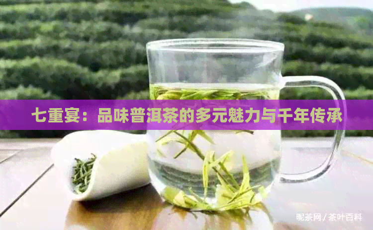 七重宴：品味普洱茶的多元魅力与千年传承