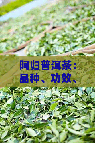 阿归普洱茶：品种、功效、泡法、品鉴全解析