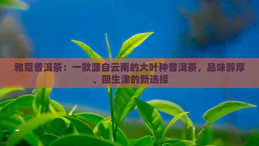 雅蔻普洱茶：一款源自云南的大叶种普洱茶，品味醇厚、回生津的新选择