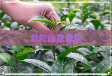 勐陀山普洱茶