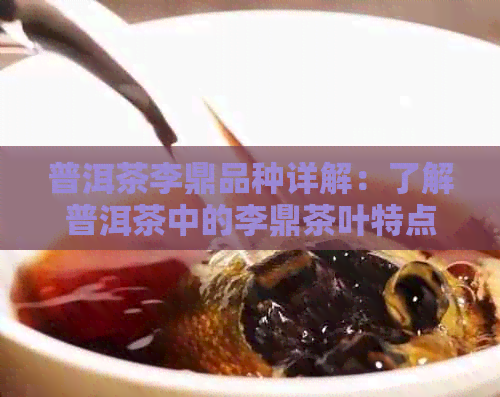 普洱茶李鼎品种详解：了解普洱茶中的李鼎茶叶特点与品饮方法