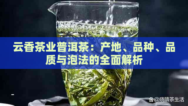 云香茶业普洱茶：产地、品种、品质与泡法的全面解析