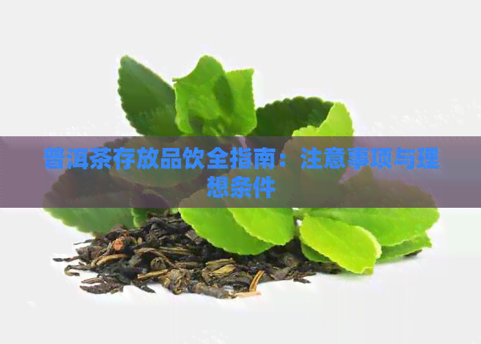 普洱茶存放品饮全指南：注意事项与理想条件