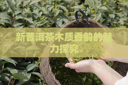 新普洱茶木质香韵的魅力探究