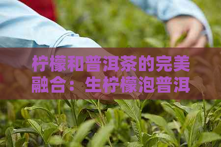 柠檬和普洱茶的完美融合：生柠檬泡普洱茶的饮用方法和注意事项