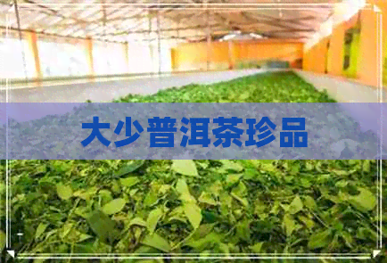 大少普洱茶珍品