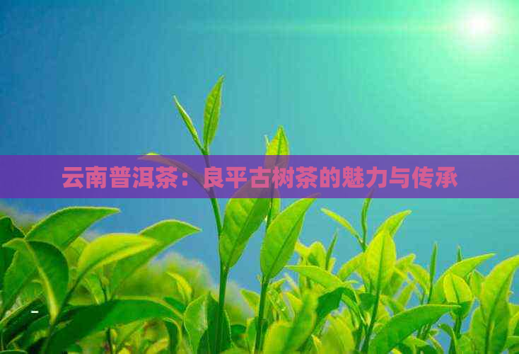 云南普洱茶：良平古树茶的魅力与传承