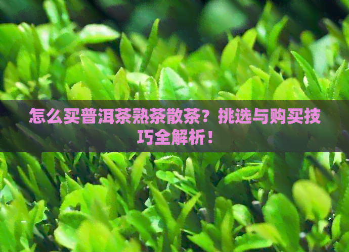 怎么买普洱茶熟茶散茶？挑选与购买技巧全解析！