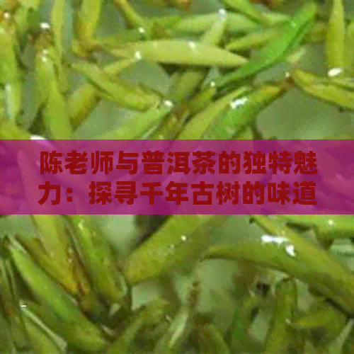 陈老师与普洱茶的独特魅力：探寻千年古树的味道