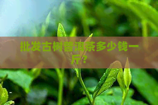 批发古树普洱茶多少钱一斤？