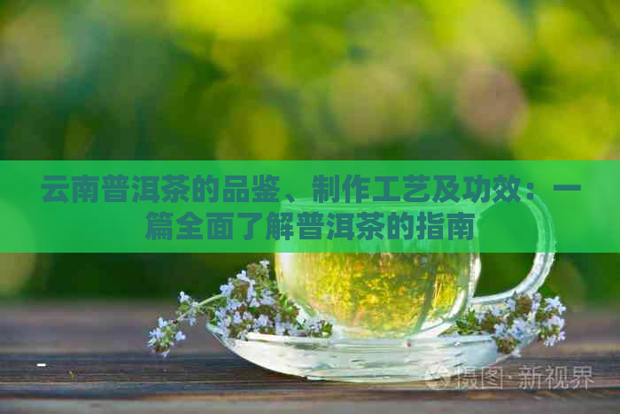 云南普洱茶的品鉴、制作工艺及功效：一篇全面了解普洱茶的指南