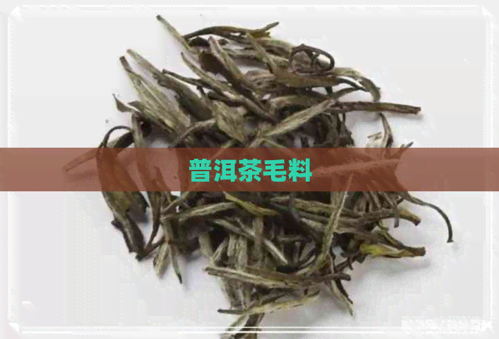 普洱茶毛料