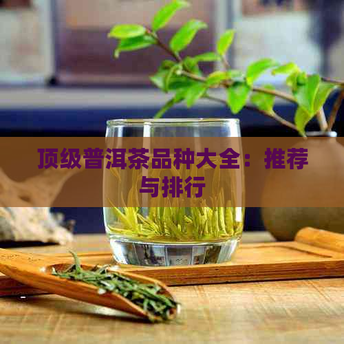 顶级普洱茶品种大全：推荐与排行