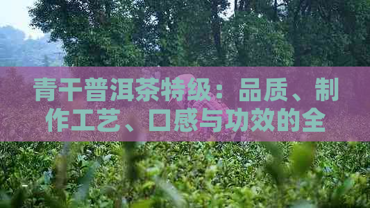 青干普洱茶特级：品质、制作工艺、口感与功效的全面解析