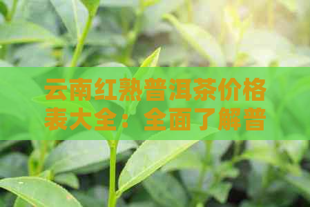 云南红熟普洱茶价格表大全：全面了解普洱茶市场价格及各类品种分析