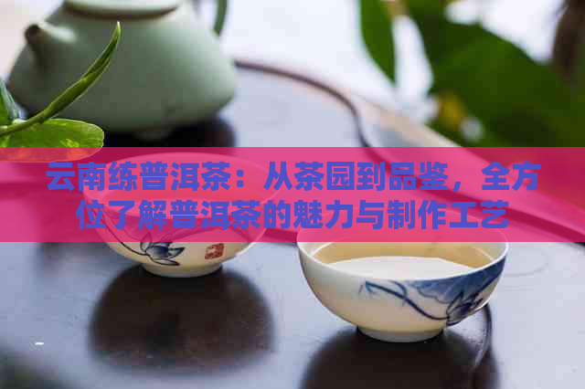 云南练普洱茶：从茶园到品鉴，全方位了解普洱茶的魅力与制作工艺