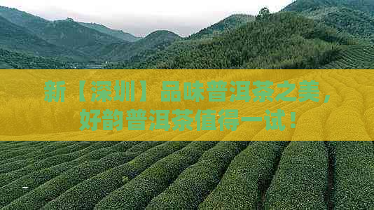 新【深圳】品味普洱茶之美，好韵普洱茶值得一试！