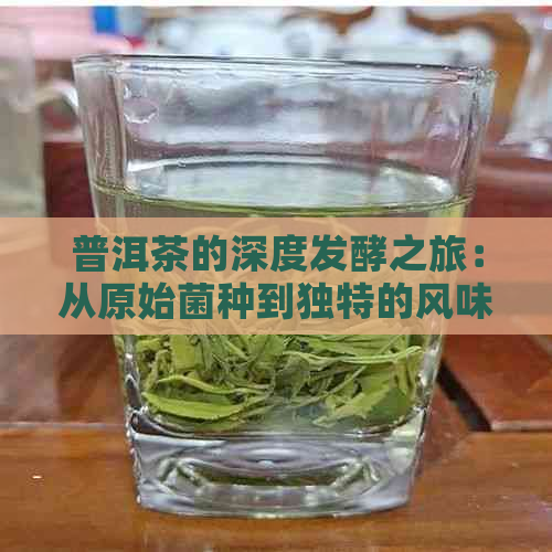 普洱茶的深度发酵之旅：从原始菌种到独特的风味转变