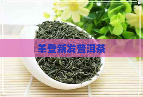 革登新发普洱茶