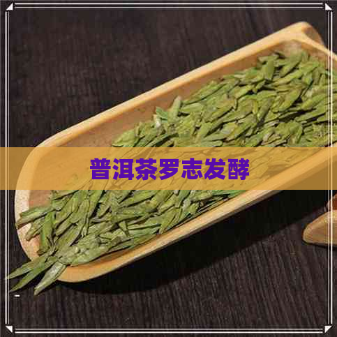 普洱茶罗志发酵