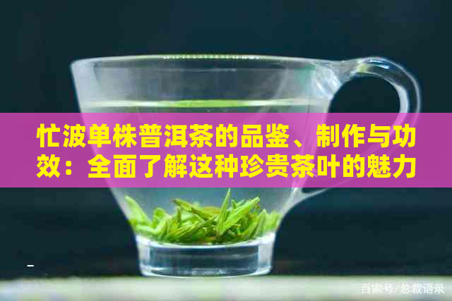 忙波单株普洱茶的品鉴、制作与功效：全面了解这种珍贵茶叶的魅力