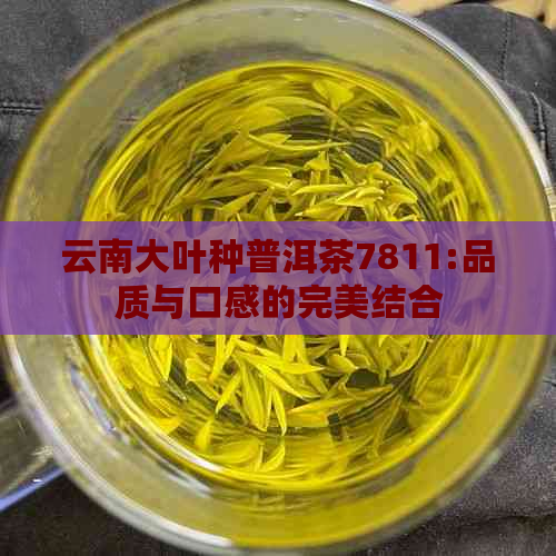 云南大叶种普洱茶7811:品质与口感的完美结合