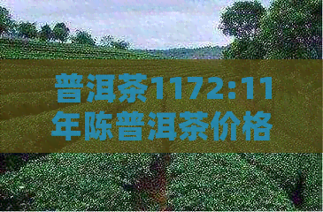 普洱茶1172:11年陈普洱茶价格、投茶量及产地介绍