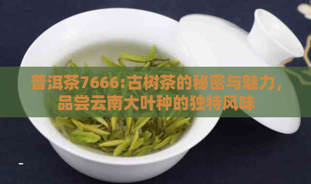 普洱茶7666:古树茶的秘密与魅力，品尝云南大叶种的独特风味