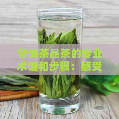 普洱茶品茶的专业术语和步骤：感受、标准和五因子。