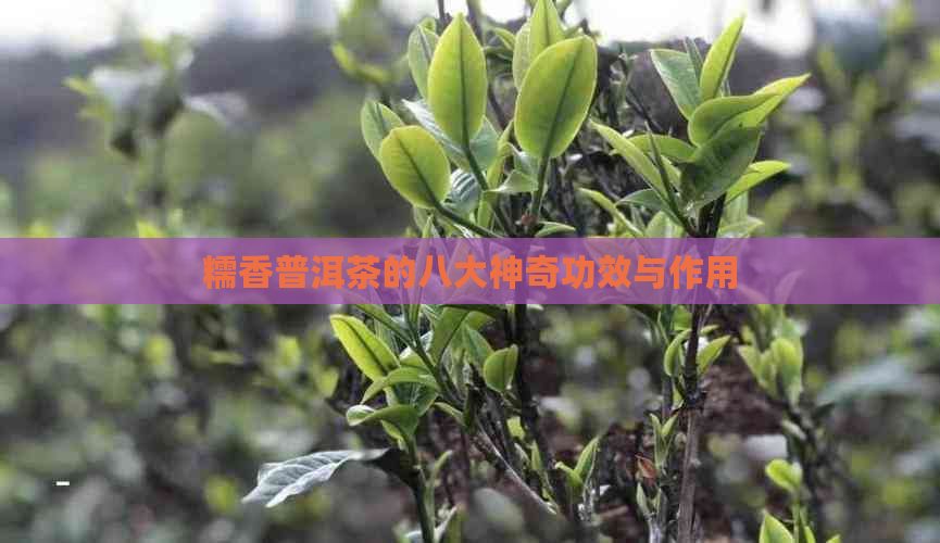 糯香普洱茶的八大神奇功效与作用