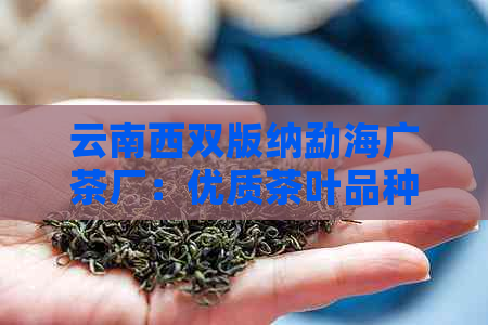 云南西双版纳勐海广茶厂：优质茶叶品种与工艺，品茗享受与购买指南