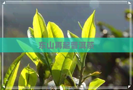 东山再起普洱茶