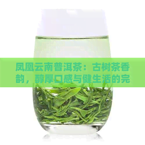 凤凰云南普洱茶：古树茶香韵，醇厚口感与健生活的完美融合