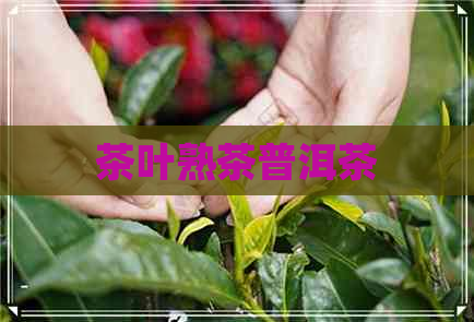 茶叶熟茶普洱茶