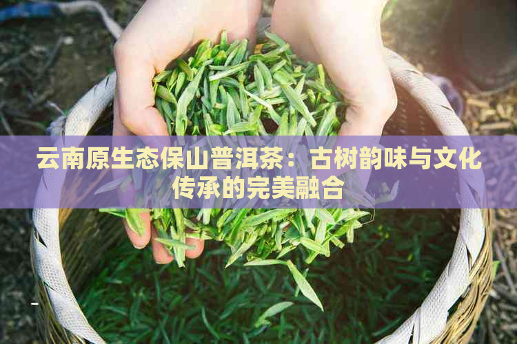 云南原生态保山普洱茶：古树韵味与文化传承的完美融合