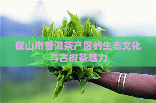 保山市普洱茶产区的生态文化与古树茶魅力