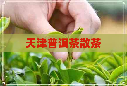 天津普洱茶散茶