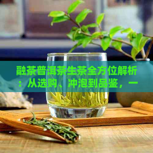 融茶普洱茶生茶全方位解析：从选购、冲泡到品鉴，一次搞定！