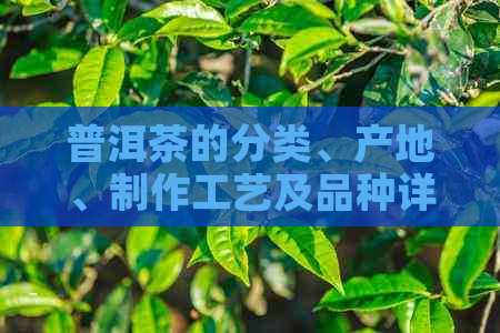 普洱茶的分类、产地、制作工艺及品种详解，了解普洱茶的完整信息