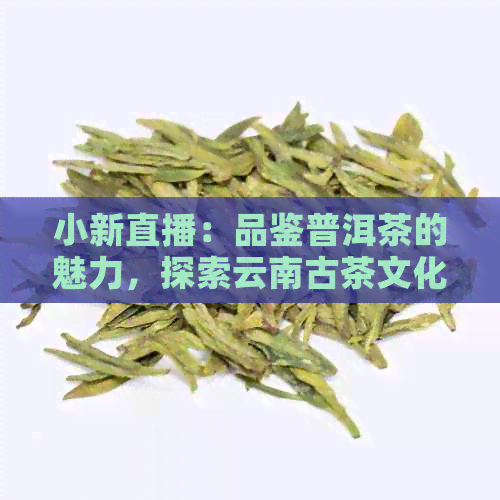 小新直播：品鉴普洱茶的魅力，探索云南古茶文化之旅