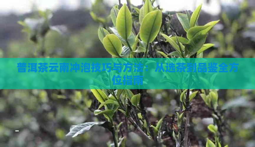 普洱茶云南冲泡技巧与方法：从选茶到品鉴全方位指南