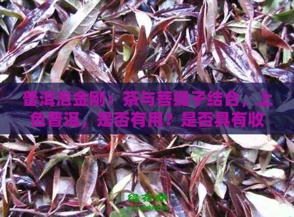 普洱泡金刚：茶与菩提子结合，上色普洱，是否有用？是否具有收藏价值？